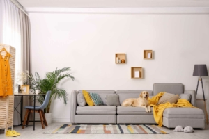 Golden retriever laying on a gray couch